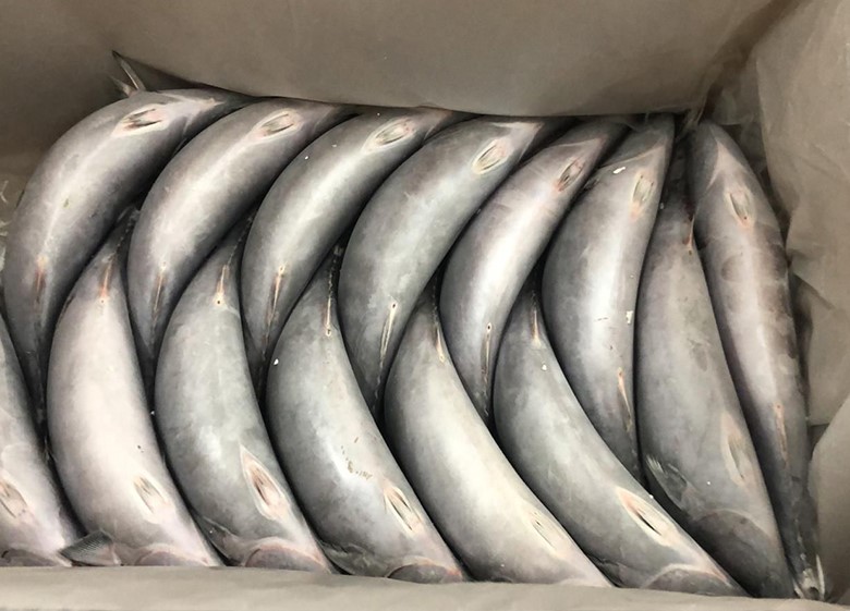 FROZEN FISHES