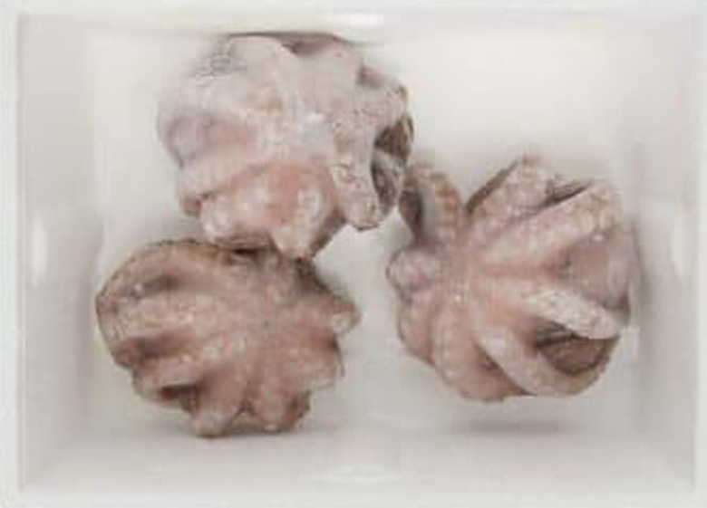 FROZEN MOLUSKS